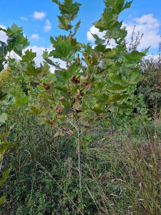 Platan - Tei de floare ( copaci ornamentali)