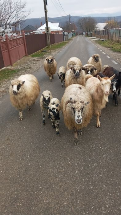 Oi de vânzare!!!