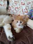 Бесплатно тегин котята и кошка