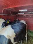 Vând 2 juninci holstein