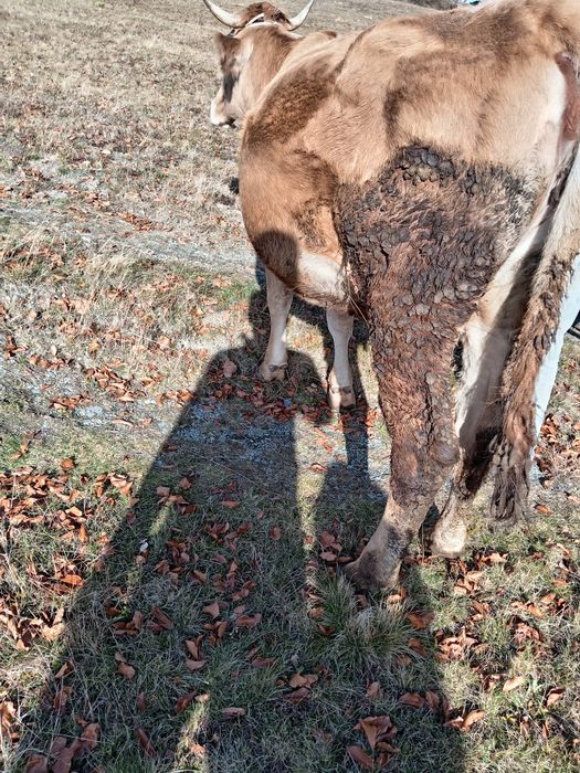 Vând vacă la prima fătare gestantă in 6 luni