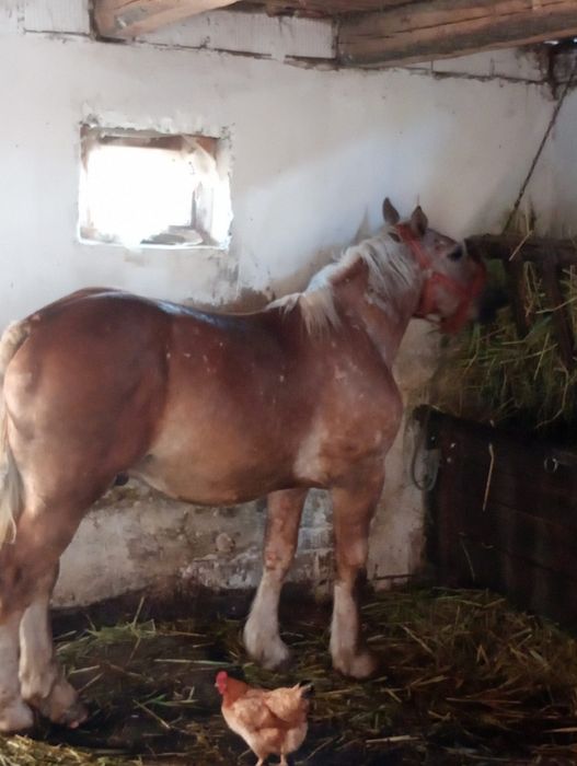 Vând mânz 1 an și 5 luni