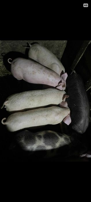 Mobilier bucătărie