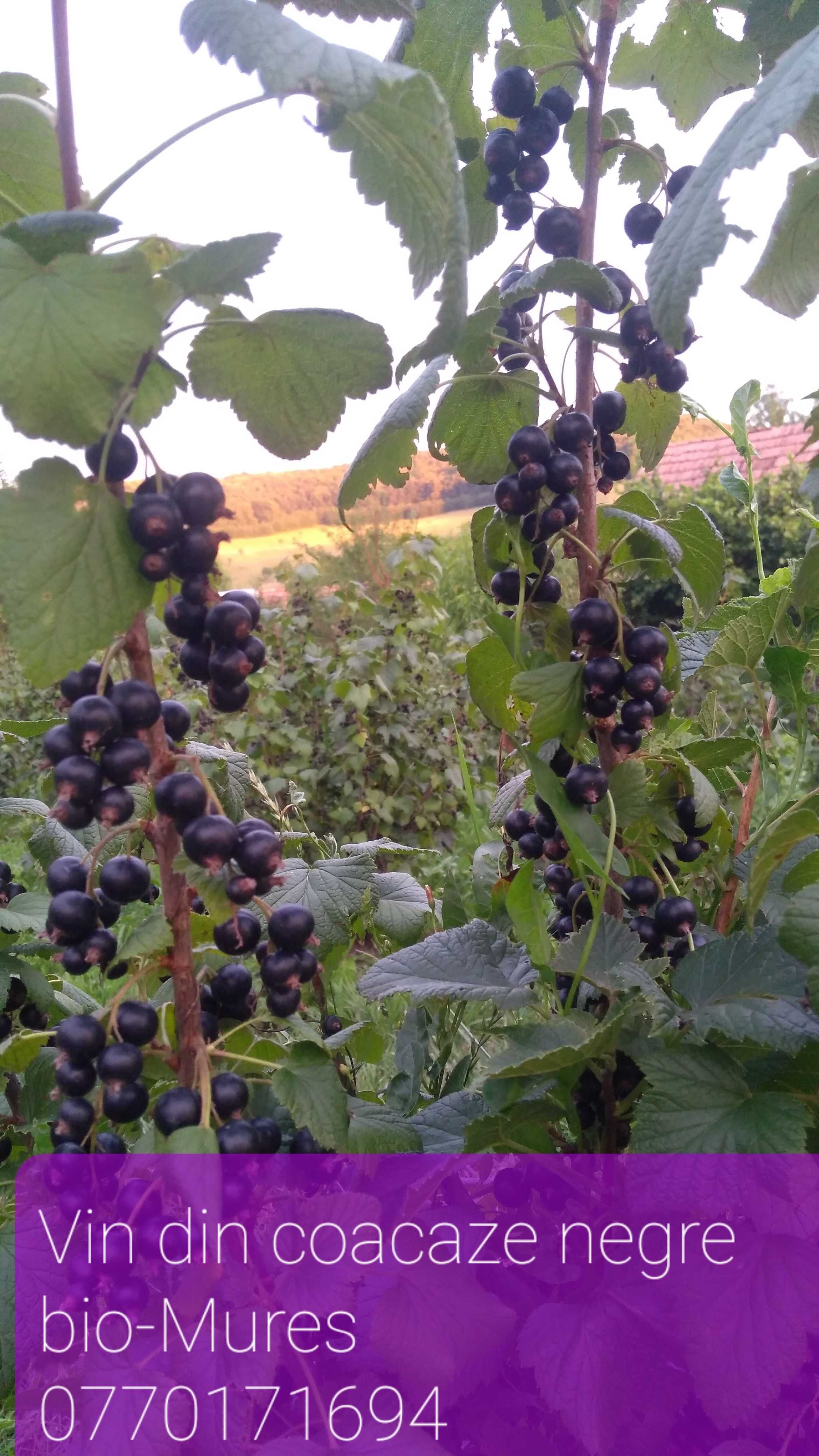 Vin din coacaze negre bio