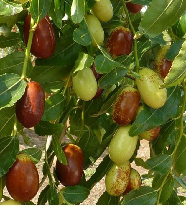 Curmal Chinezesc (Diferite Soiuri )