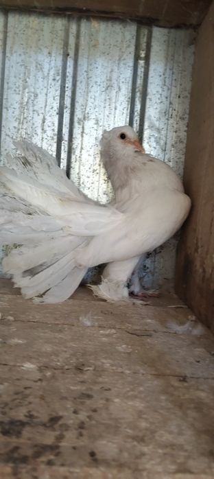 Vând porumbei voltati indieni