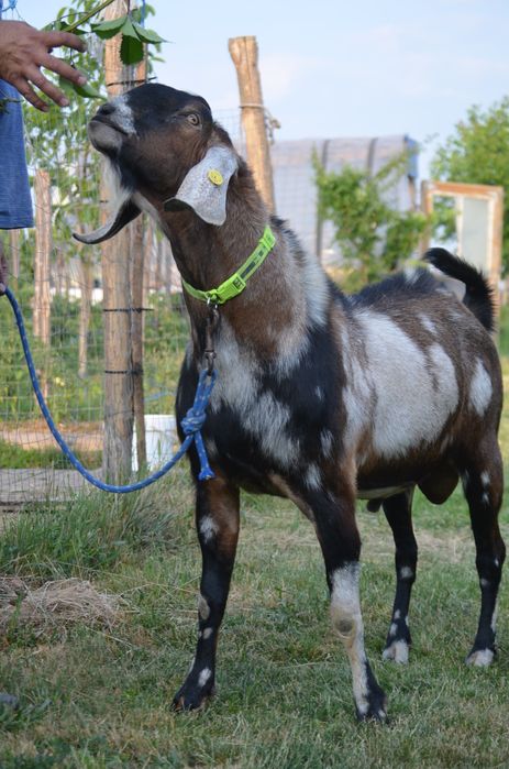 De vânzare capre anglo-nubian, țap,