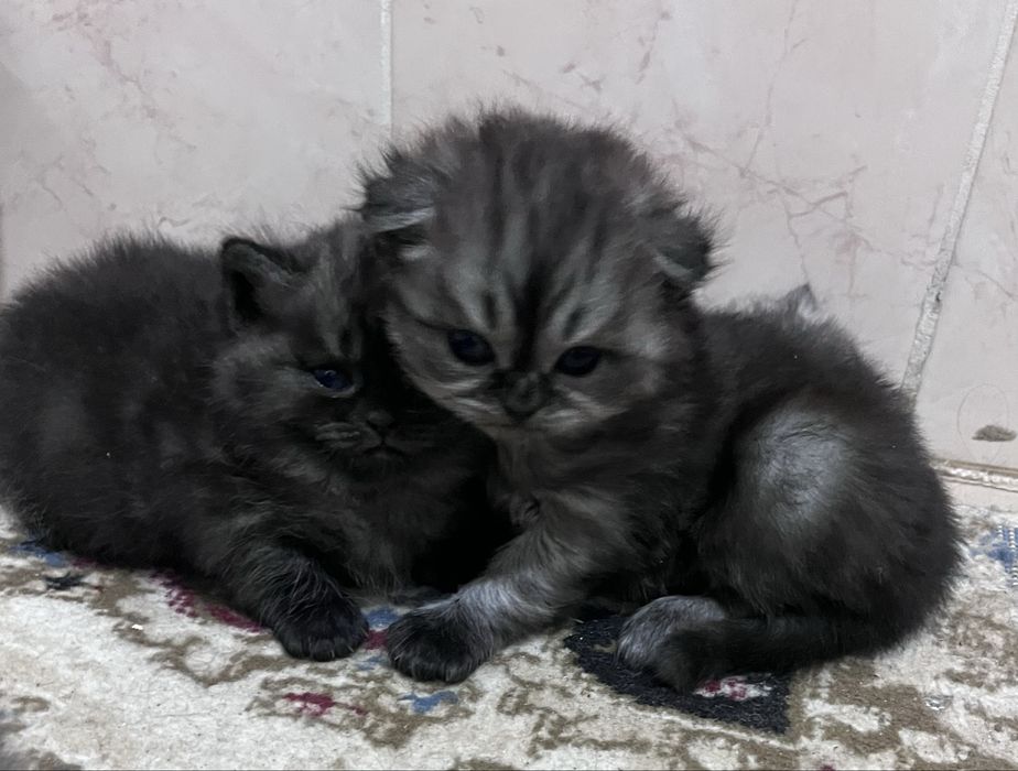 Продам котенка помесь шотландской вислоухой кошки