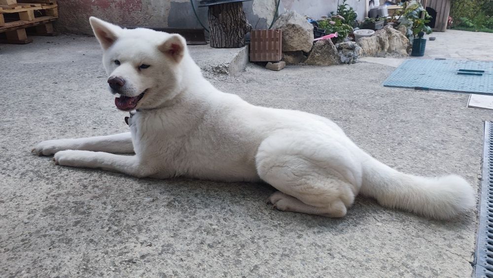 Гледане на домашни любимци (Хотел за животни)