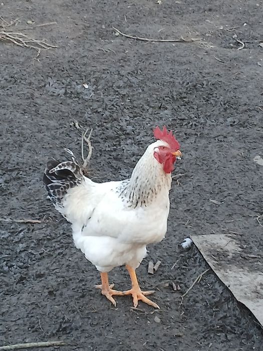 Gaini ,cocosi ,de tară, de vănzare.