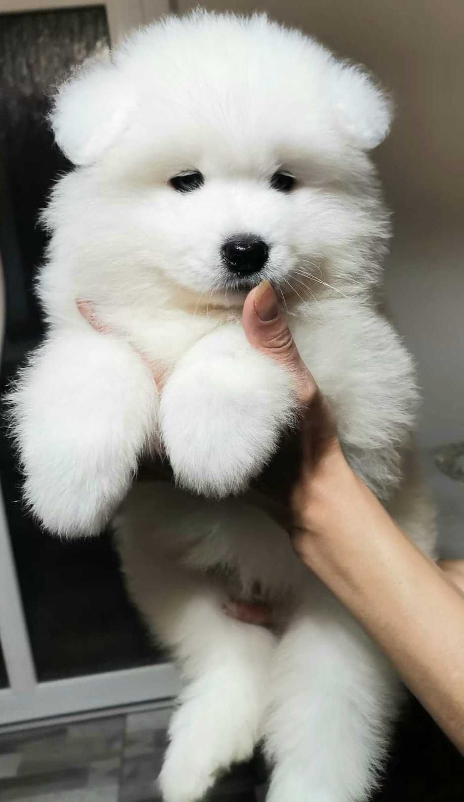 Cățeluș mascul Samoyed cu pedigree A din canisa Snowballs White