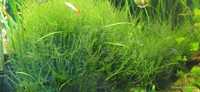 Растения мъх водорасли зелени естествени аквариума