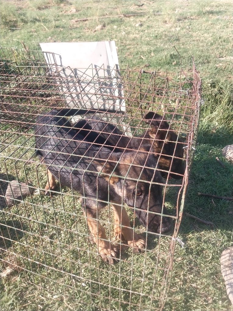 Toza zotli 1 ta urg'ochi 1 ta erkak