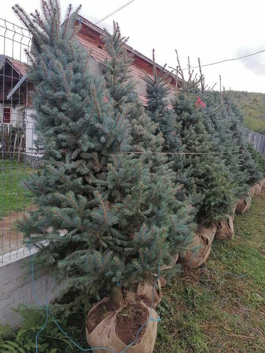 brazi argintii si normandian diferite dimensiuni pentru craciun