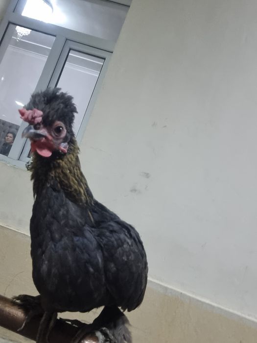Assalomu Alaykum yapon tovuq sotiladi