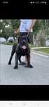 Mascul presa canario