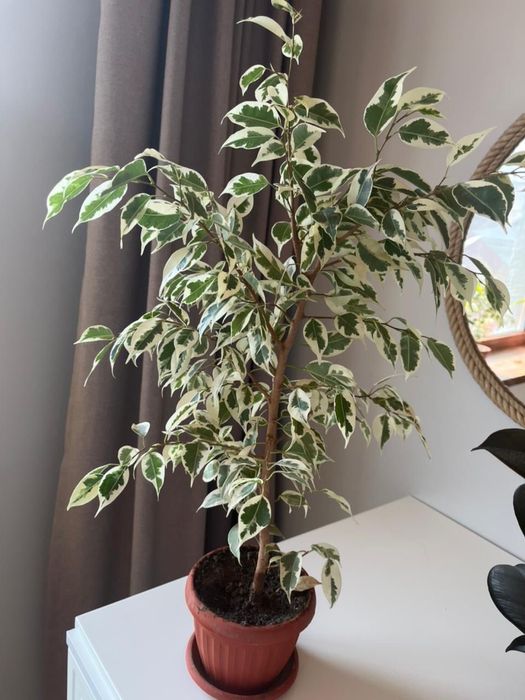 фикус  Бенжамина Старлайт