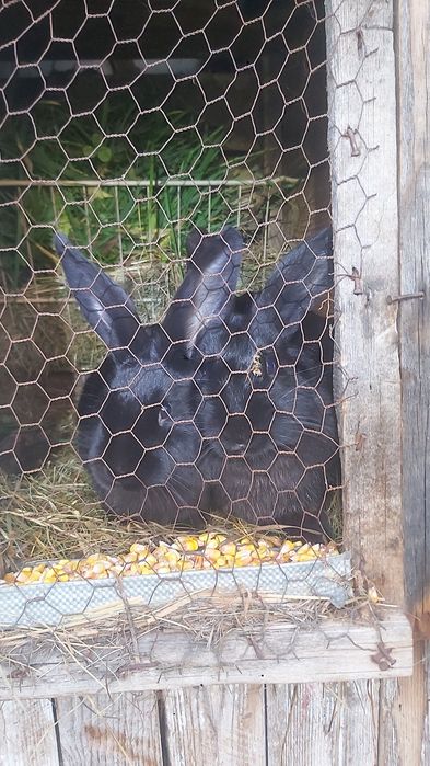 Vand 3 iepuri mar la 100 lei toti 3