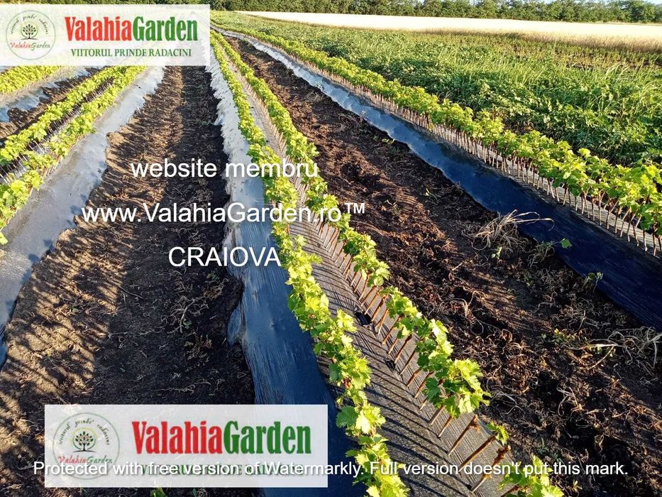 Butasi vita de vie anul 2 soiuri de vin si de masa