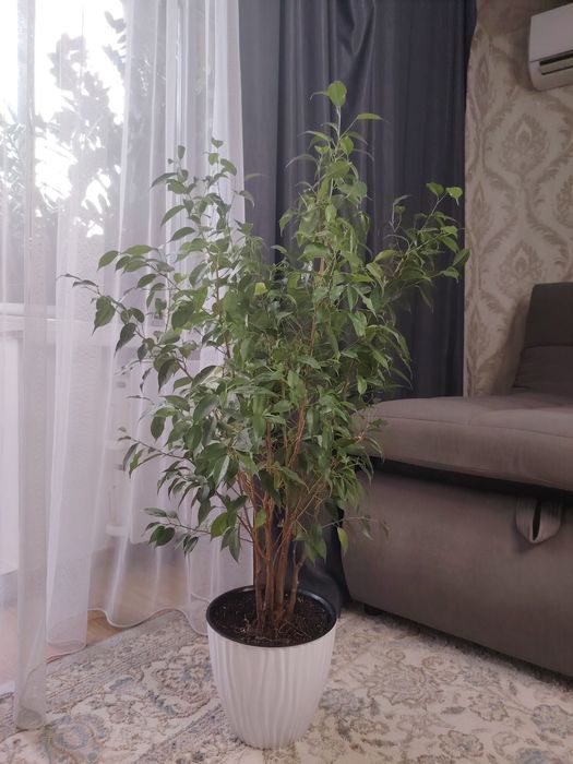 Фикус Бенжамина Наташа