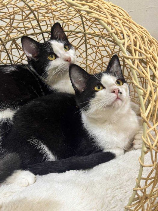 Котята мальчики бесплатно