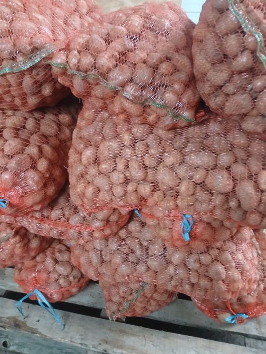 Vând cartof albii de sămânță