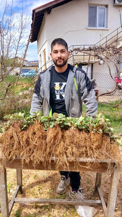 Разсад ягоди холадски и италянски