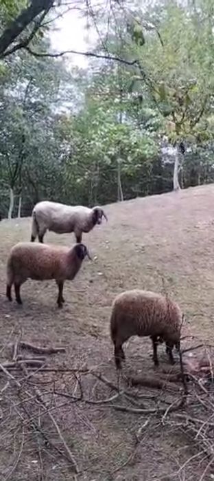 Oaie metis Carabaș prima fătare 2 ani in August!