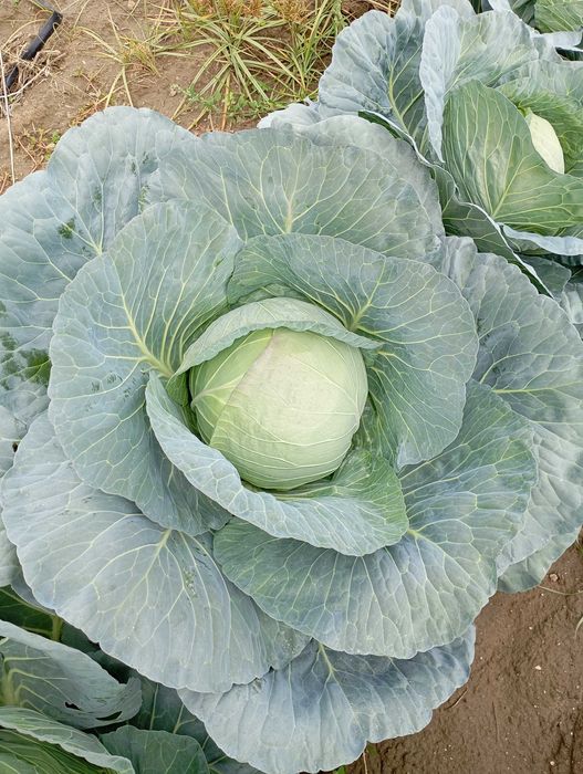 Продавам зеле Чиърс на едро
