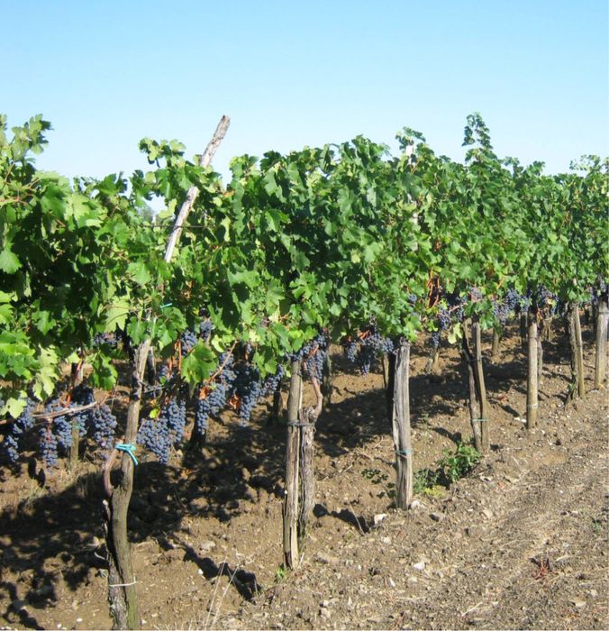 Обрезка виноградов яблоки персики и/т дале