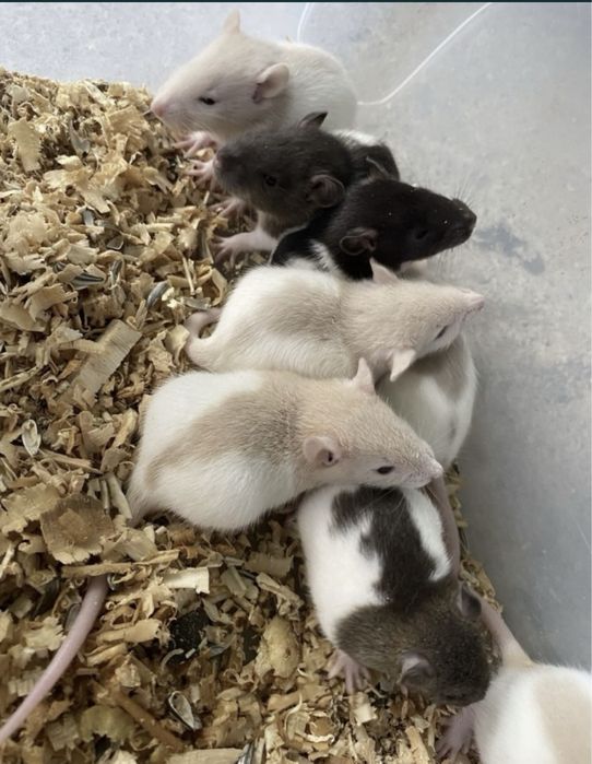 Vand sobolani dumbo de companie