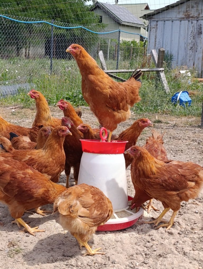 Găini, rațe și gâște!