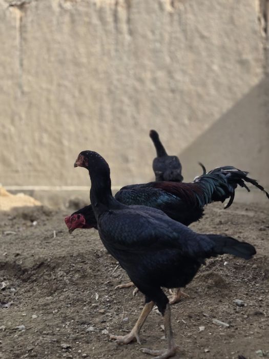 Зотли хуроз, товукларни, тухуми сотилади