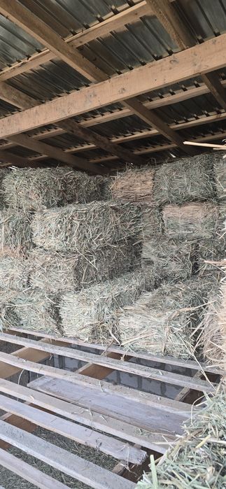 Сена суданка 500 тюк зеленний