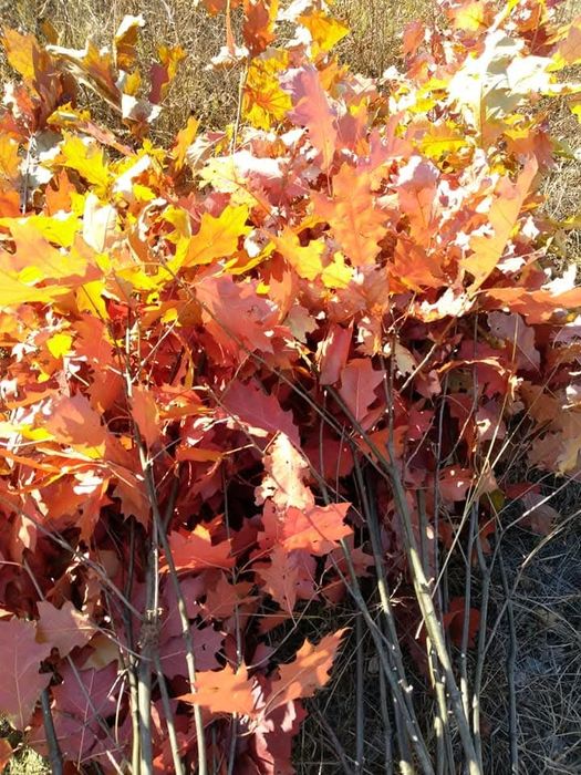 Здравейте предлагаме високо качествени дръвчета липа бреза Явор ясен