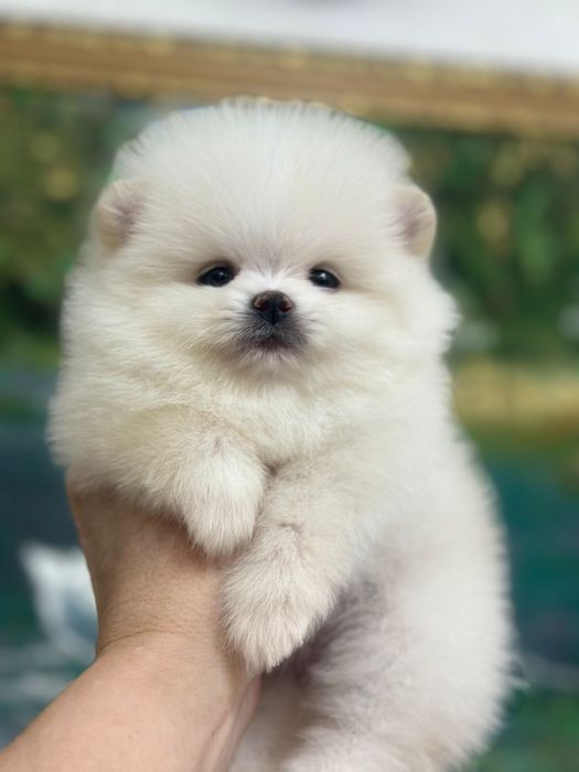 Продаются миниатюрные щенки шпиц