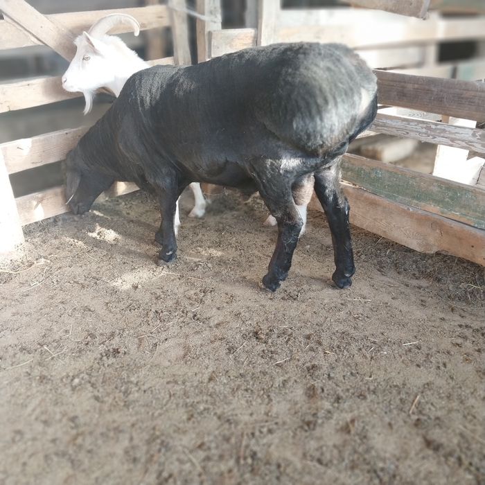 Қошқар сатылады Еділбай