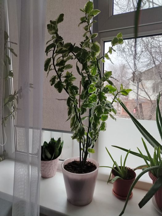 Продам цветок педилантус