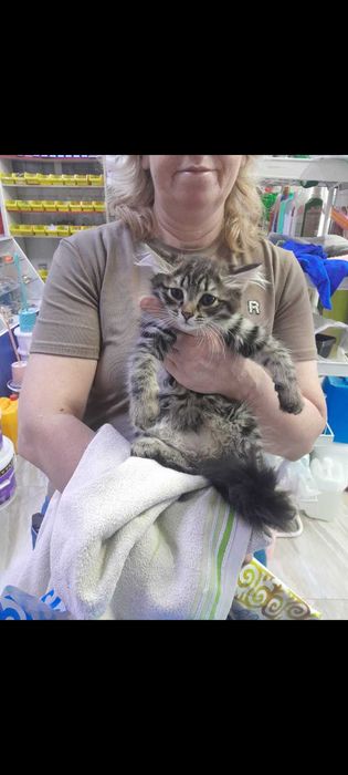 Отдам котят в добрые руки бесплатно