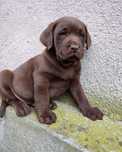 Labrador Ciocolatiu cu pedigree
