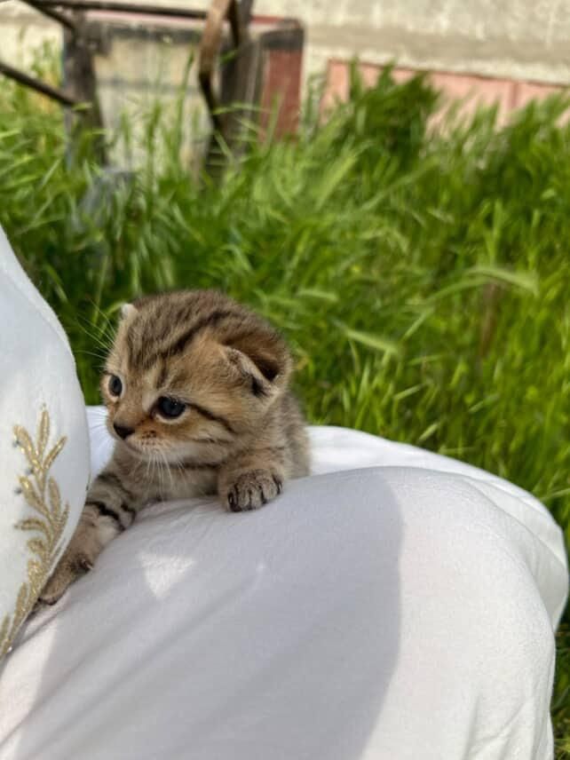 Котята веслоухие