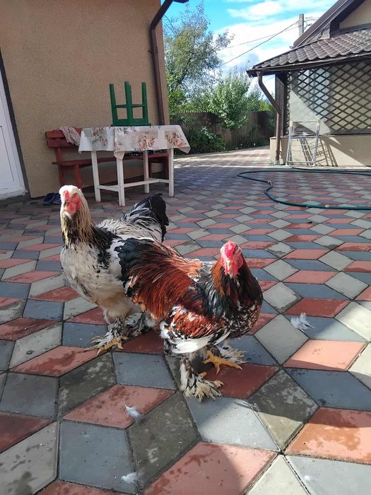 Cucosi brahma, 7 luni . Spre vanzare,zona iasi