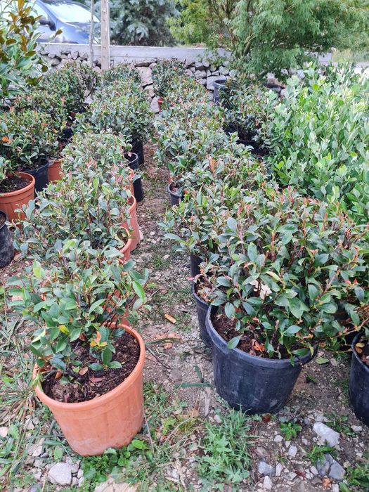 Alege Plante Ornamentale de Calitate Superioară pentru Grădina Ta