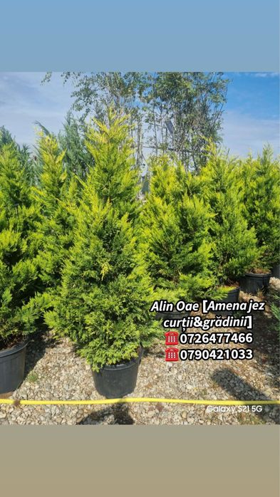 Tuia Leylandii Oferta Personalizata
