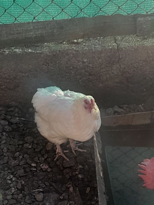 Vînd două puiciii