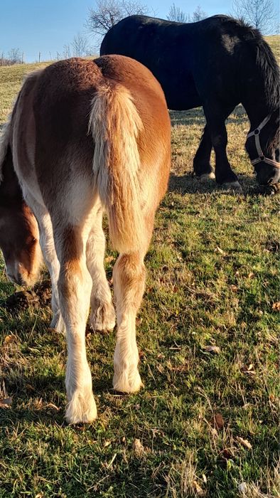 Vand manza din armasarul Fin