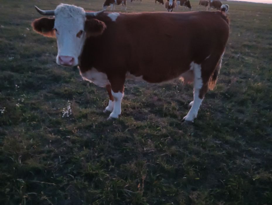 Vând vaca gestanta montantă artificial cu Belgian buna de lapte