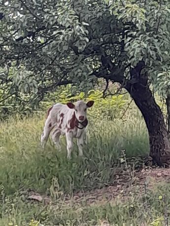 Vaca baltata romaneasca cu vitel