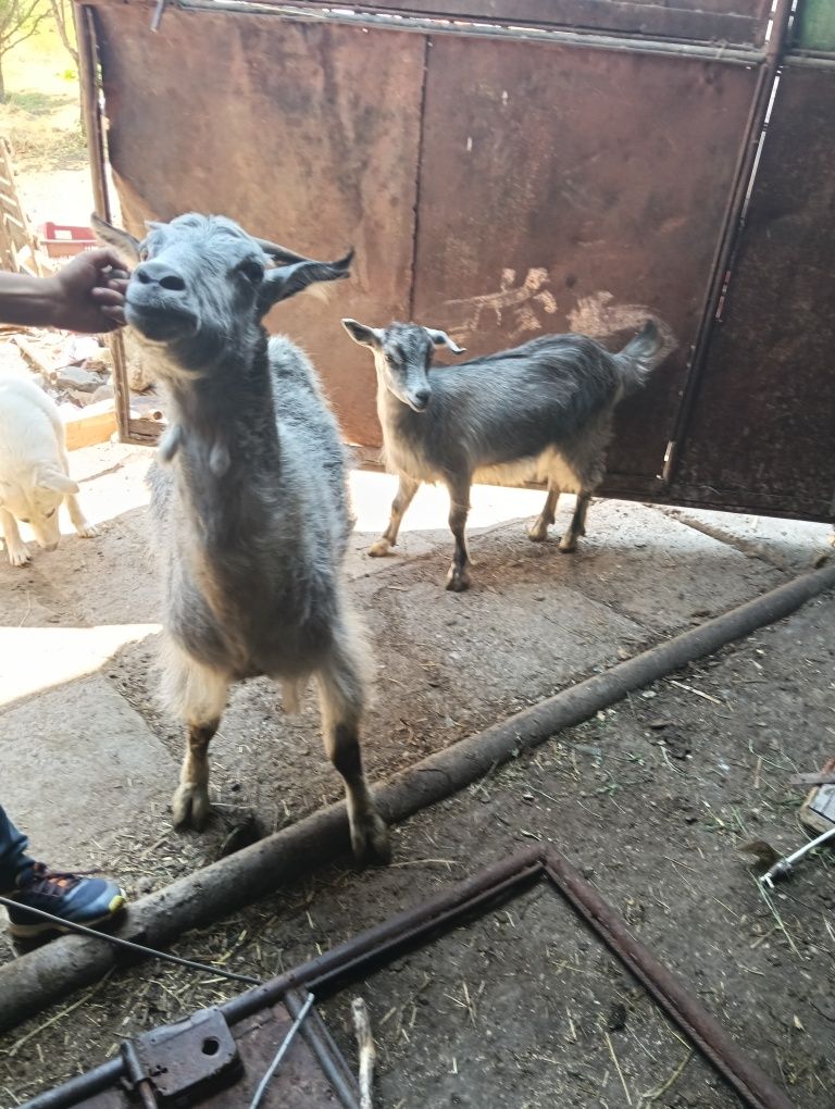 De vânzare 2 capre un țap și o iediță sură toate la un loc
