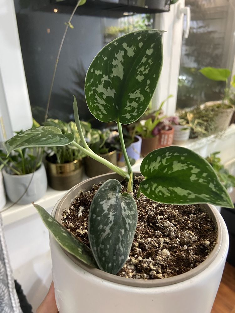 Plante de apartament: philodendron, scindapsus si multe altele